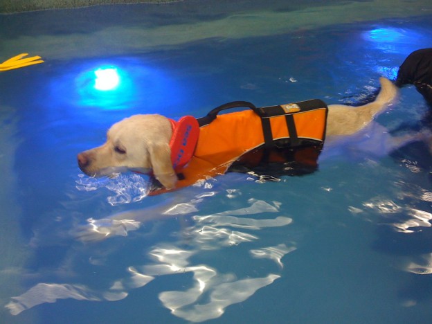 Frankie is Lab??? Nope - she's a Shaieb!  Right, Lynn?